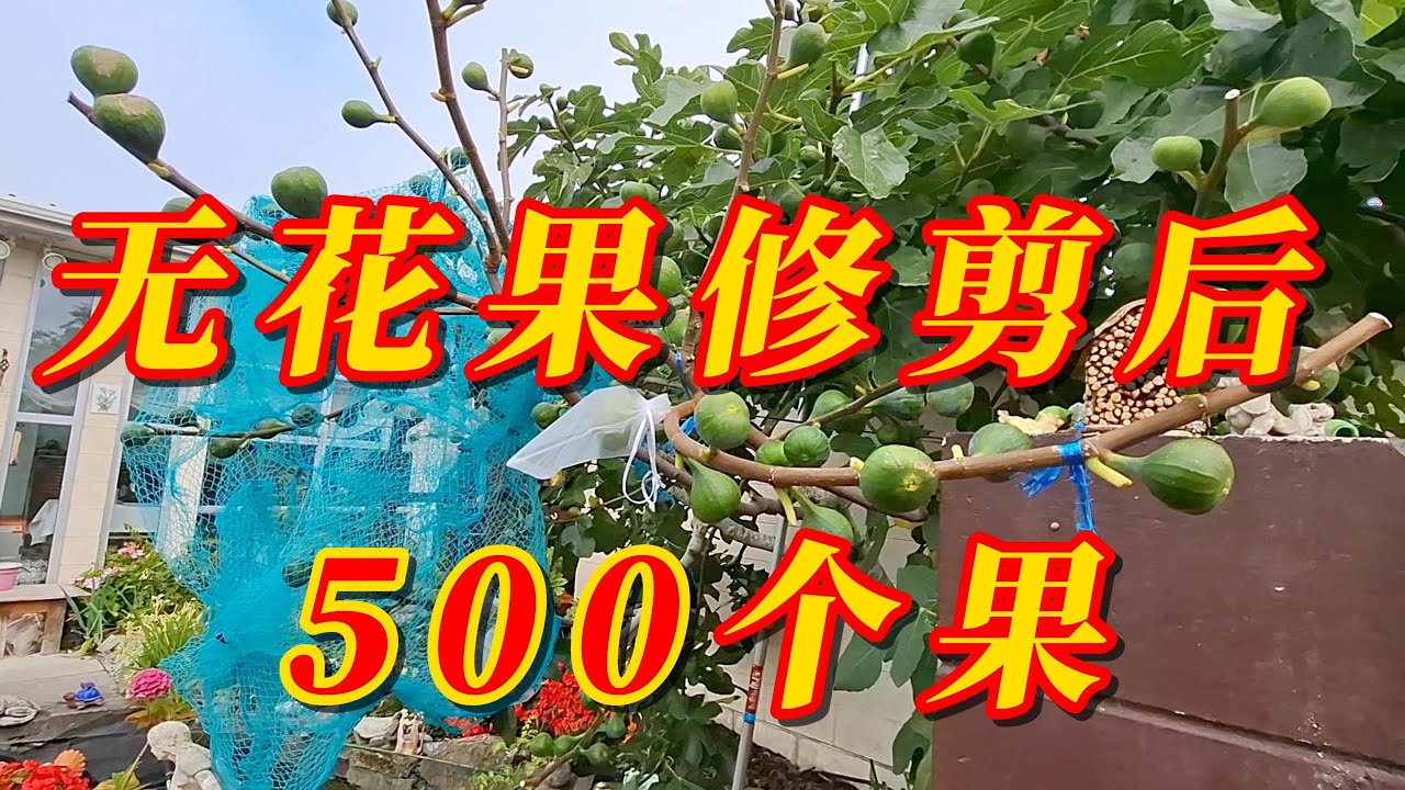 无花果修剪后，产量大，要及时打老叶