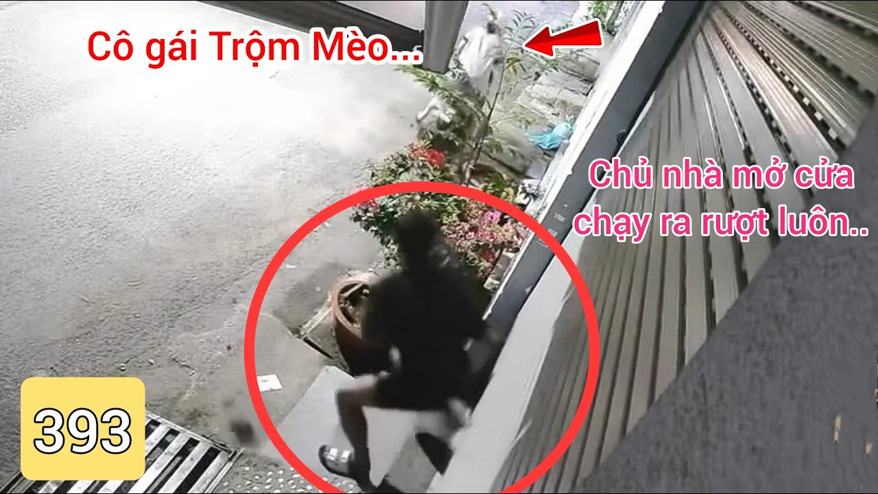 Cô gái đang bắt trộm mèo thì chủ nhà mở cửa chạy ra rượt cô gái luôn...