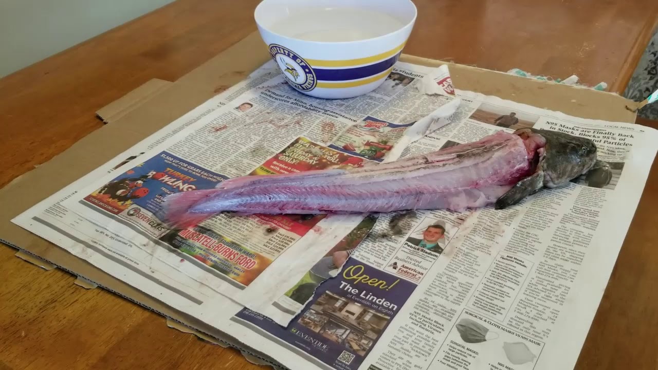 Eelpout Burbot Filleting 101