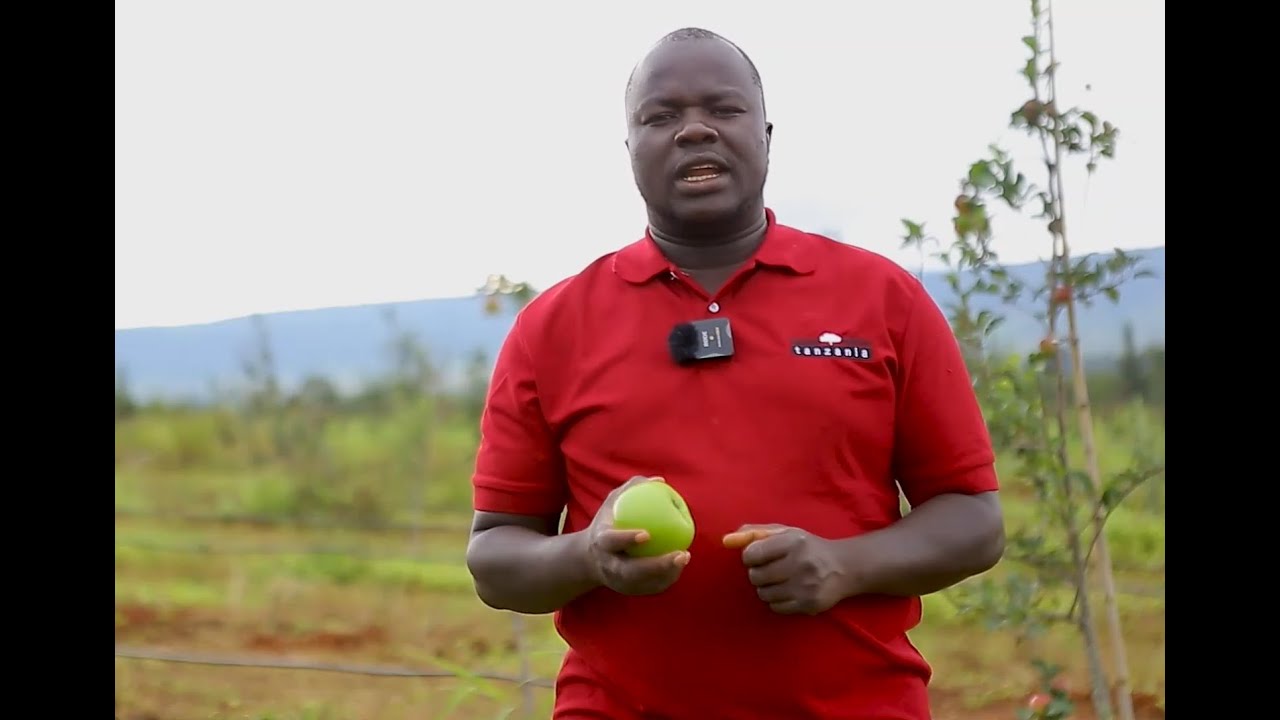 Mafunzo na usimamizi wa kilimo cha apple🍎🍏