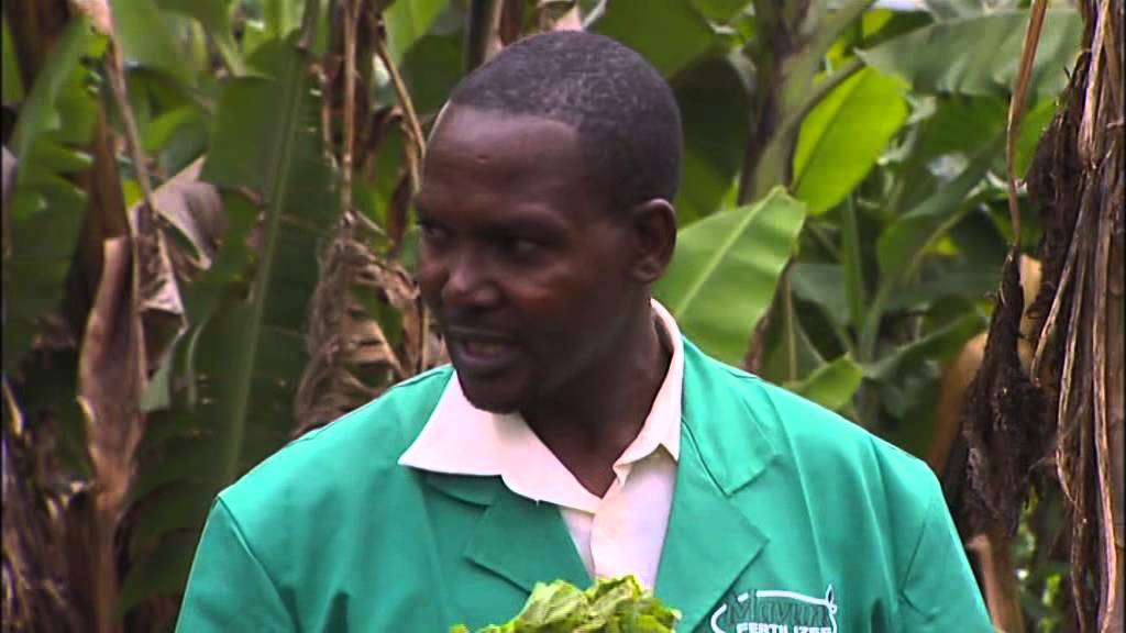Shamba Shape Up: Episodes 1-3