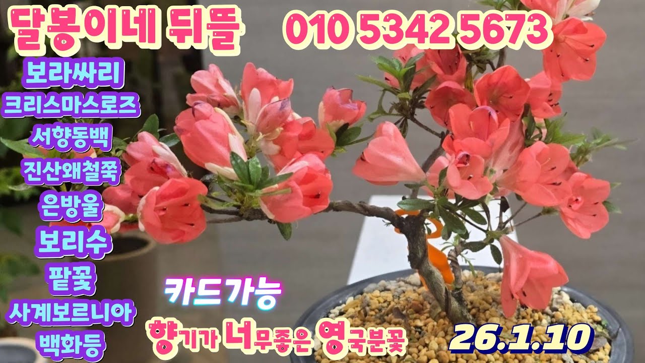 달봉이네뒤뜰 #루비보르니아 #보라싸리 #크리스마스로즈 #각시석남 #장수매 #오색매화 #미인매화 