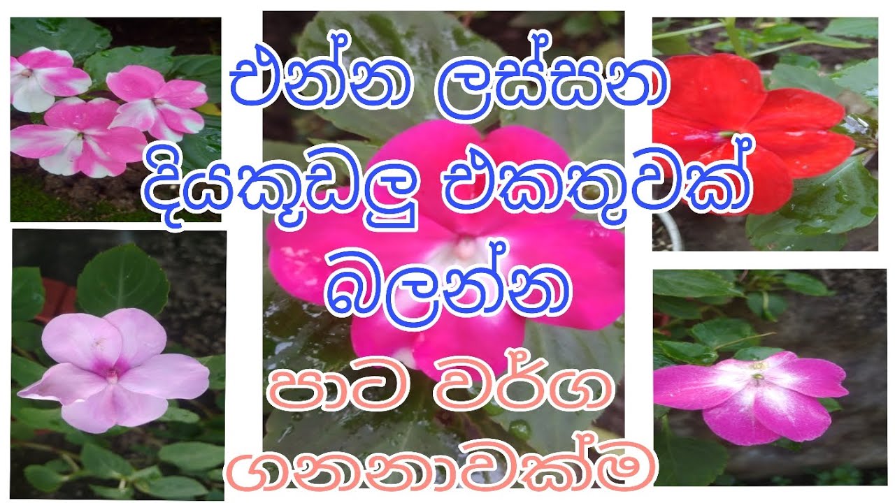 මන් වගේම දිය කූඩලු පිස්සන් සදහාම පමනයි....ඇබ්බැහි වෙන සුලුයි....🤭💙#diyakudaluflower#flowerlover