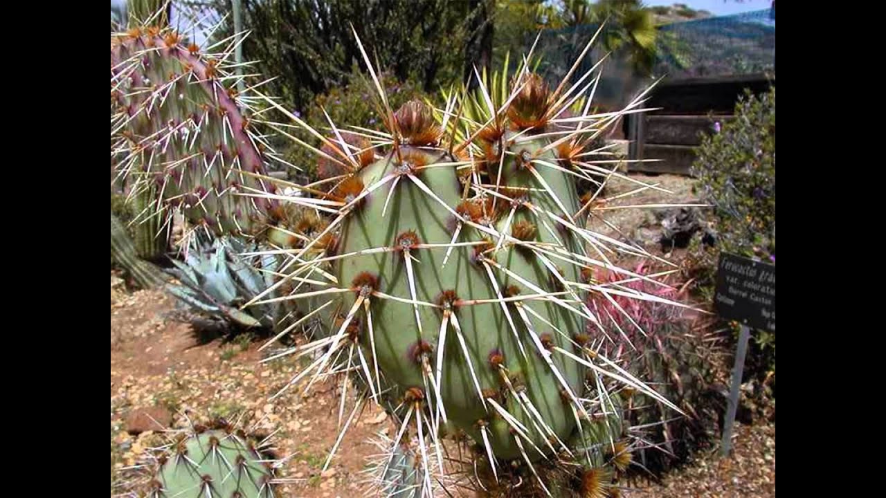 Desert Adaptations