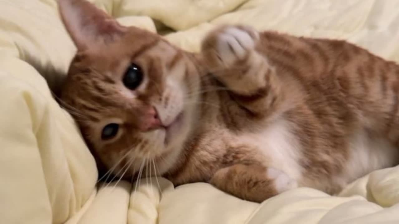 这种一推就倒的小猫 抱着睡觉才暖和了 #萌宠vlog #农村生活