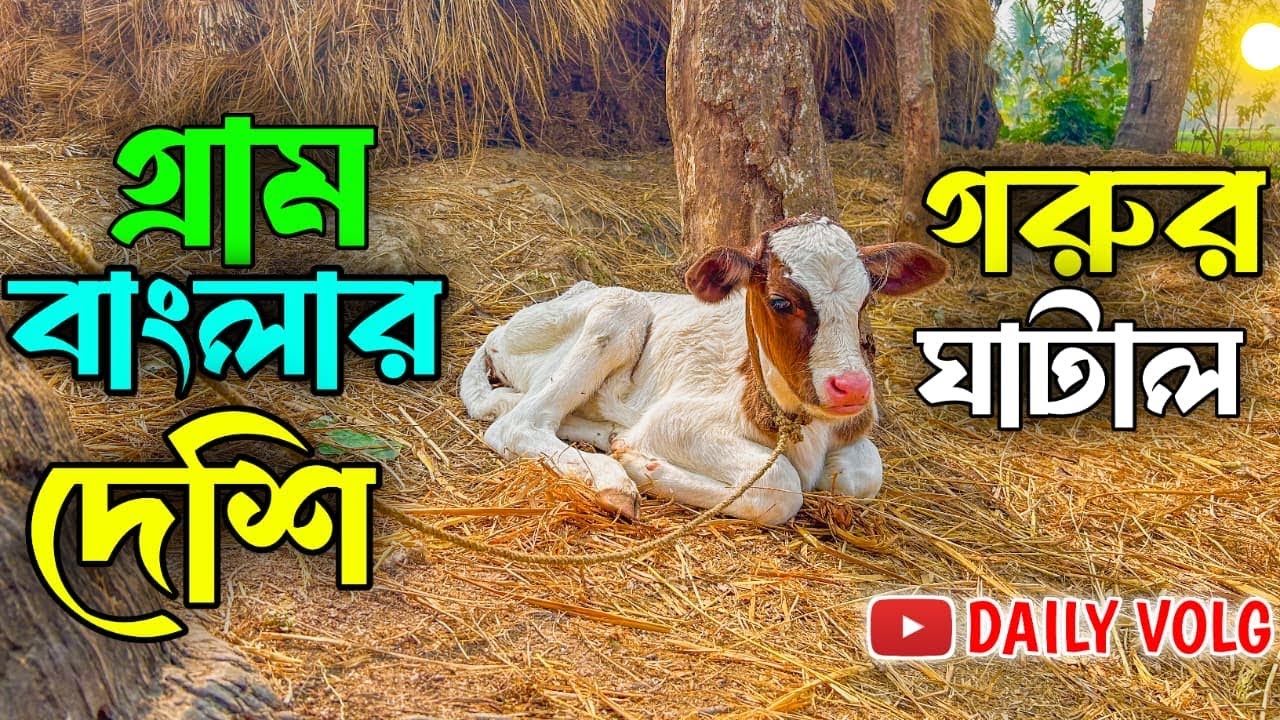 গ্রাম বাংলার দেশি গরুর ঘাটাল 🛖 গ্রাম বাংলার পশু🐄 পালন ভিডিও 🎥 ভাইরাল ভিডিও রাইদিঘি ২০২৬ 