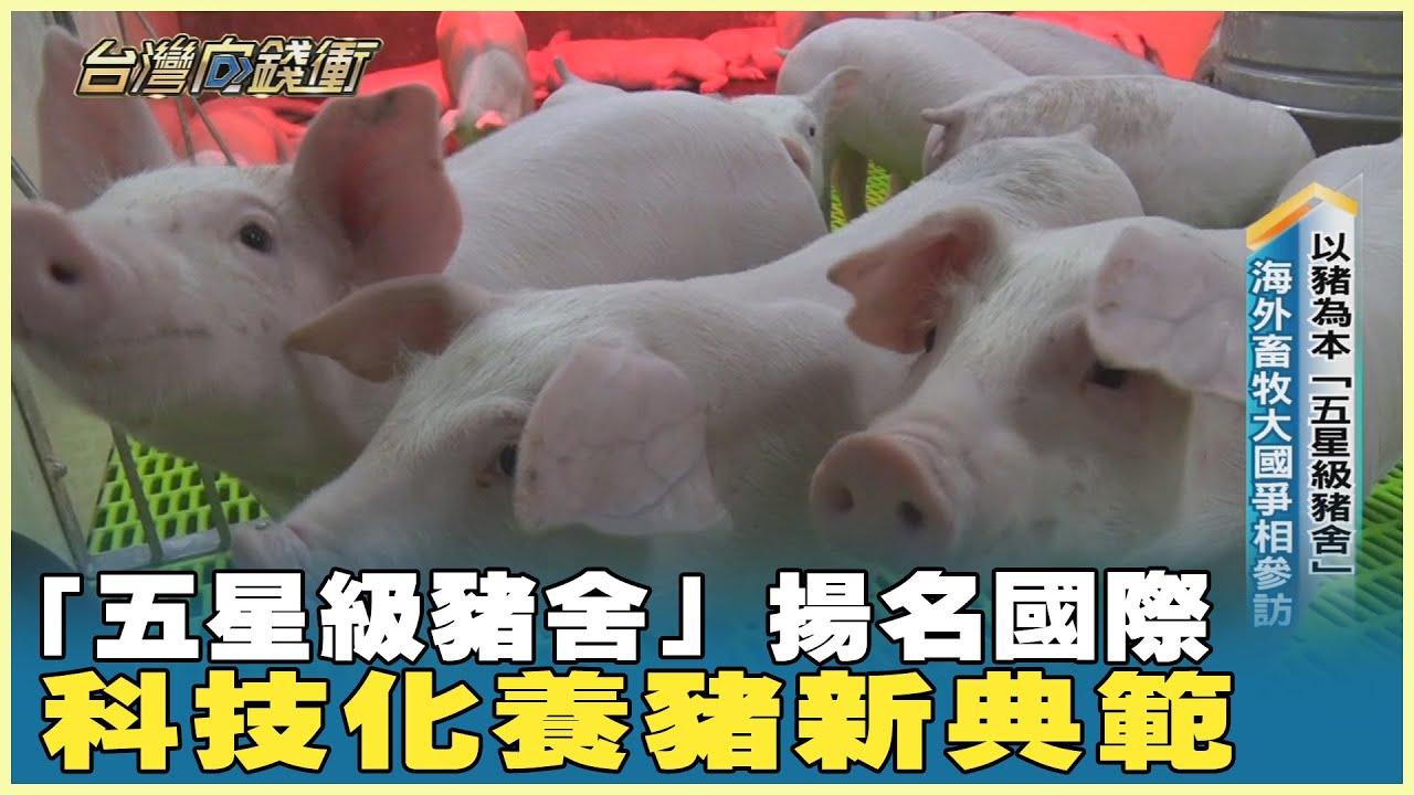 「五星級豬舍」揚名國際 科技化養豬新典範 20240504【台灣向錢衝】Part1