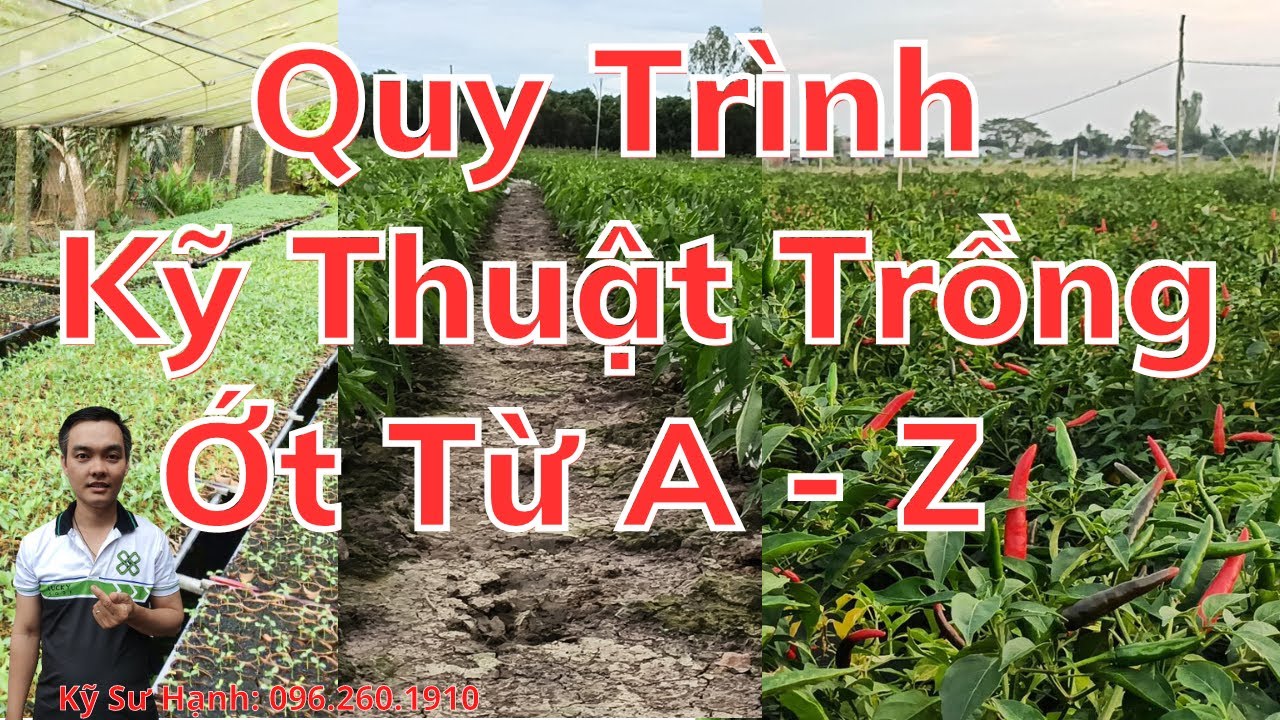 Quy Trình Kỹ Thuật Trồng Ớt Từ A Đến Z : Năng Suất, Ít Bệnh Vàng Lá, Thán Thư