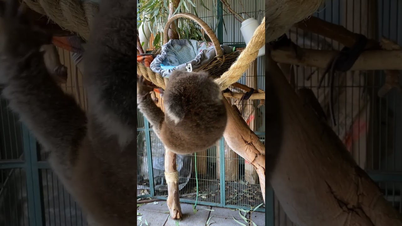 Freckles the koala joey works out