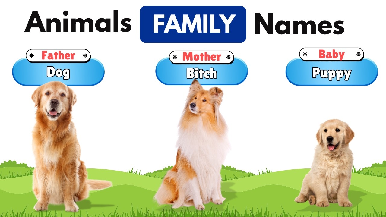 Animals Family Names in English with Pictures | Animals and Their Babies | Learn Baby Animal Names