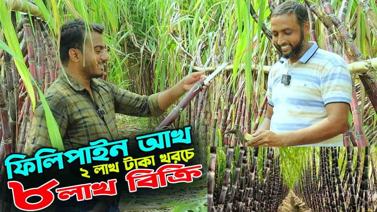 ফিলিপাইন আখ চাষে ২ লাখ খরচে ৮ লাখ বিক্রি ১ বছরে | উদ্যোক্তার খোঁজে