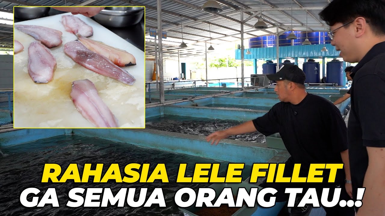 PARA PETERNAK IKAN LELE HARUS TAU INI..!
