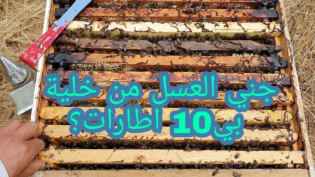 هل يمكن جني العسل من خلية بي 10 إطارات