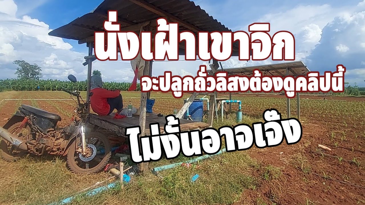 คิดจะปลูกถั่วลิสง ต้องดูคลิปนี้ไม่งั้นไม่รอด