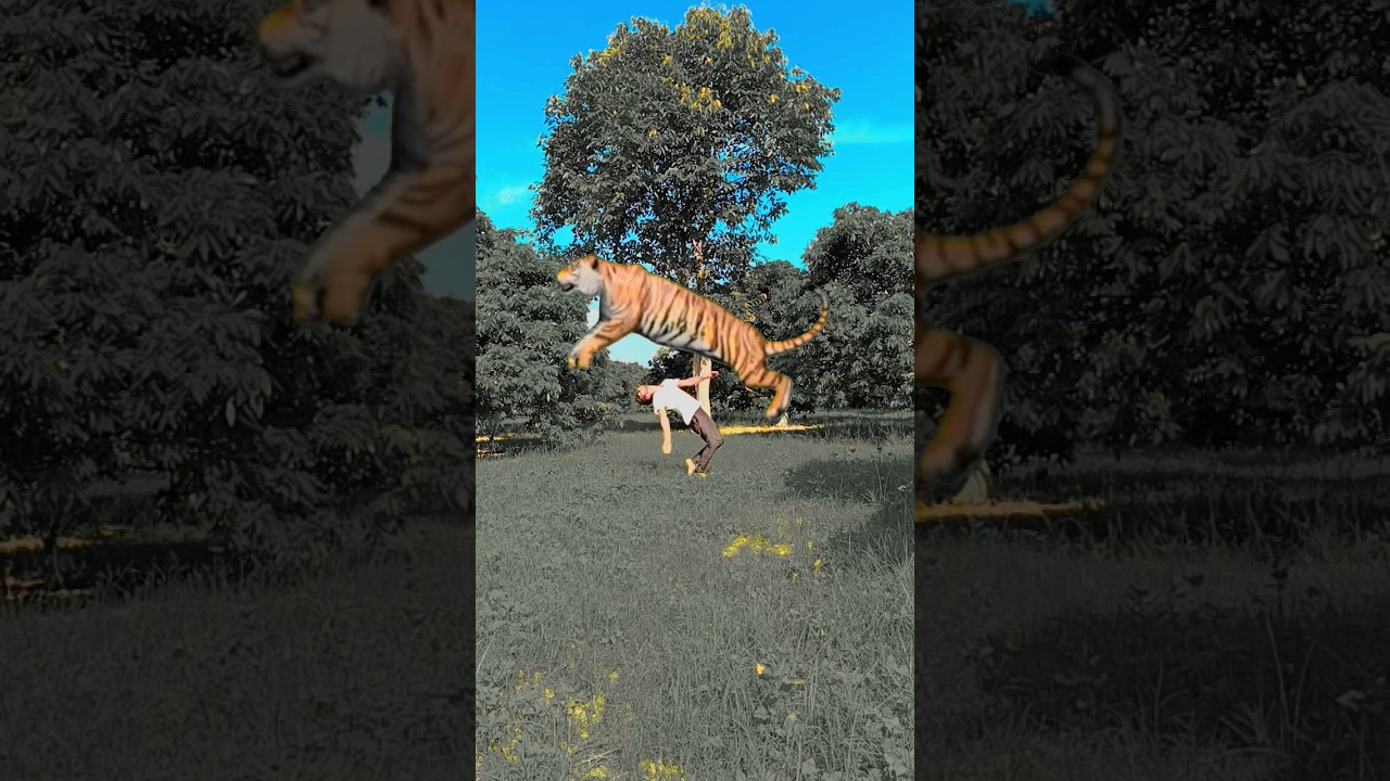 Fighting With Tiger Lion VFX Kinemaster Magic editing video #mmmrazz #vfx #funny #videoediting