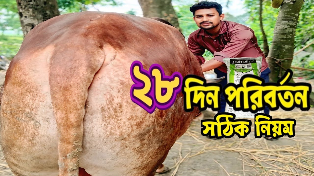২৮ দিনে গরু পরিবর্তন | বয়লার ফিড খাওয়ানোর সঠিক নিয়ম | বয়লার ফিডের সুবিধা অসুবিধা |