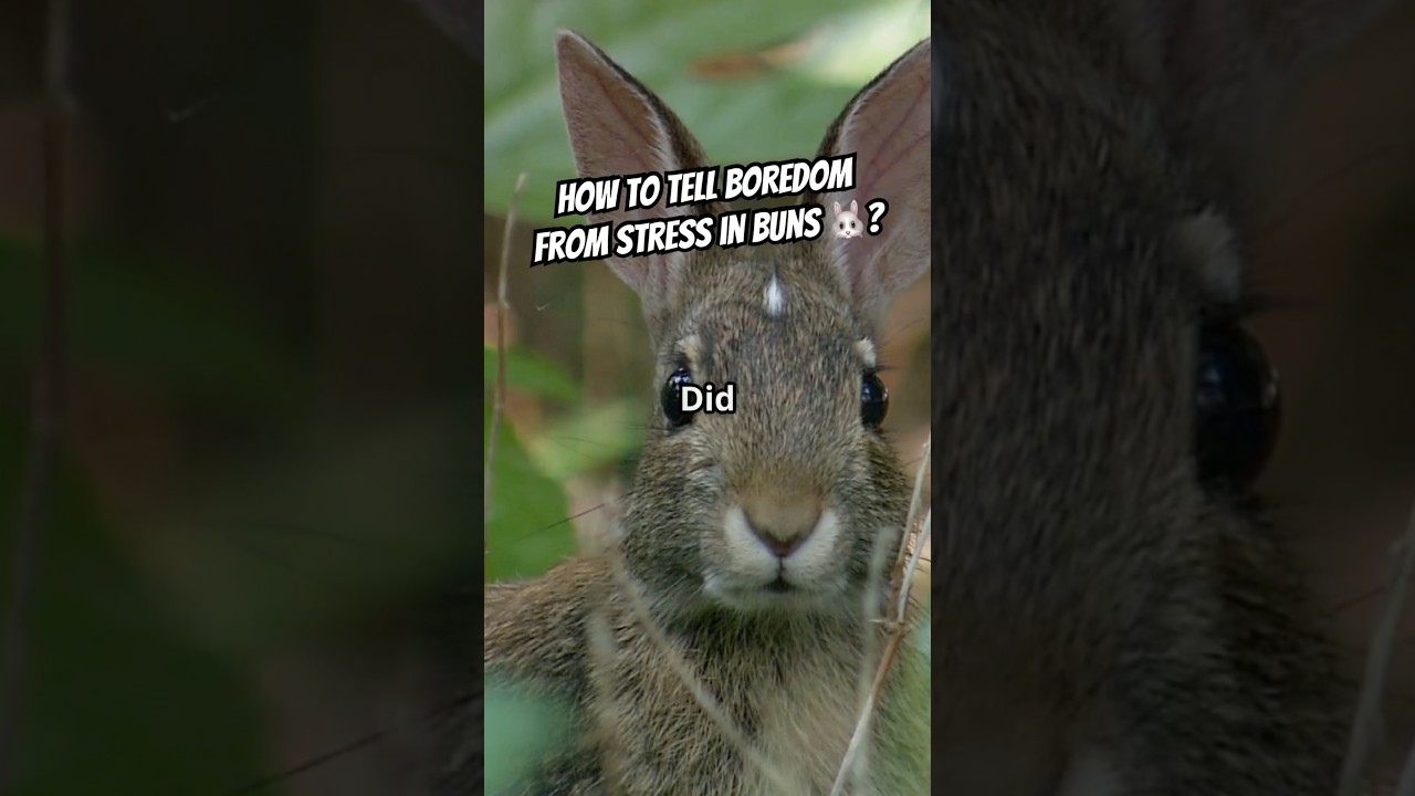 🤔🐇 Вашему кролику скучно или он испытывает стресс? Вот как это определить.