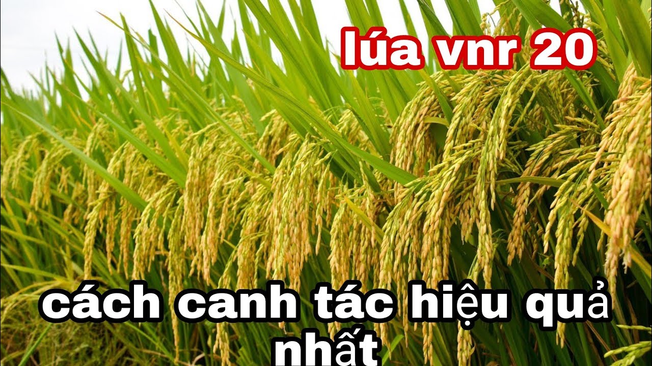 Đặc tính và kỹ thuật canh tác giống lúa vnr 20 | lê chung vlog