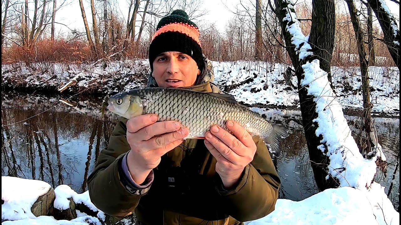 Kleń, okoń z małej rzeki w grudniu na spinning | Ultralight Fishing.