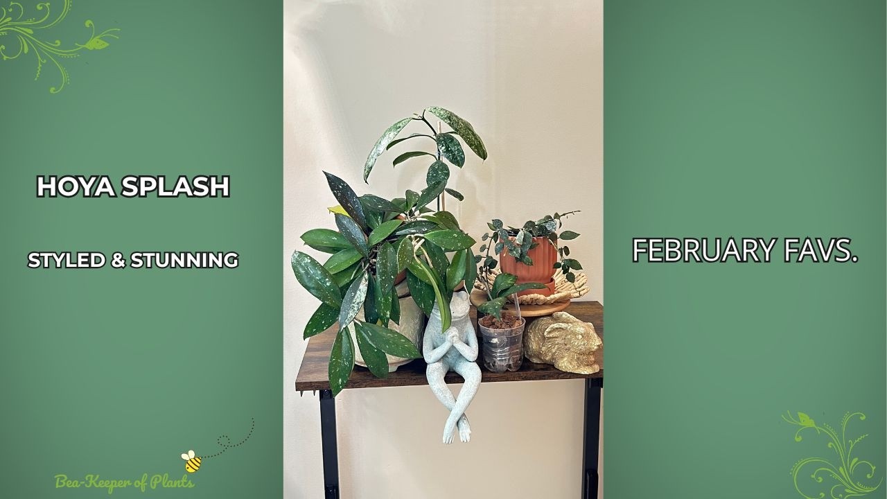 𝑺𝒑𝒍𝒂𝒔𝒉𝒚 𝑯𝒐𝒚𝒂𝒔 🌿| 𝑭𝒆𝒃𝒓𝒖𝒂𝒓𝒚 𝑳𝒆𝒂𝒇 𝑺𝒉𝒐𝒘𝒄𝒂𝒔𝒆 | 𝑷𝒍𝒂𝒏𝒕 & 𝑷𝒍𝒂𝒏𝒕𝒆𝒓 𝑪𝒐𝒎𝒃𝒐 ✨