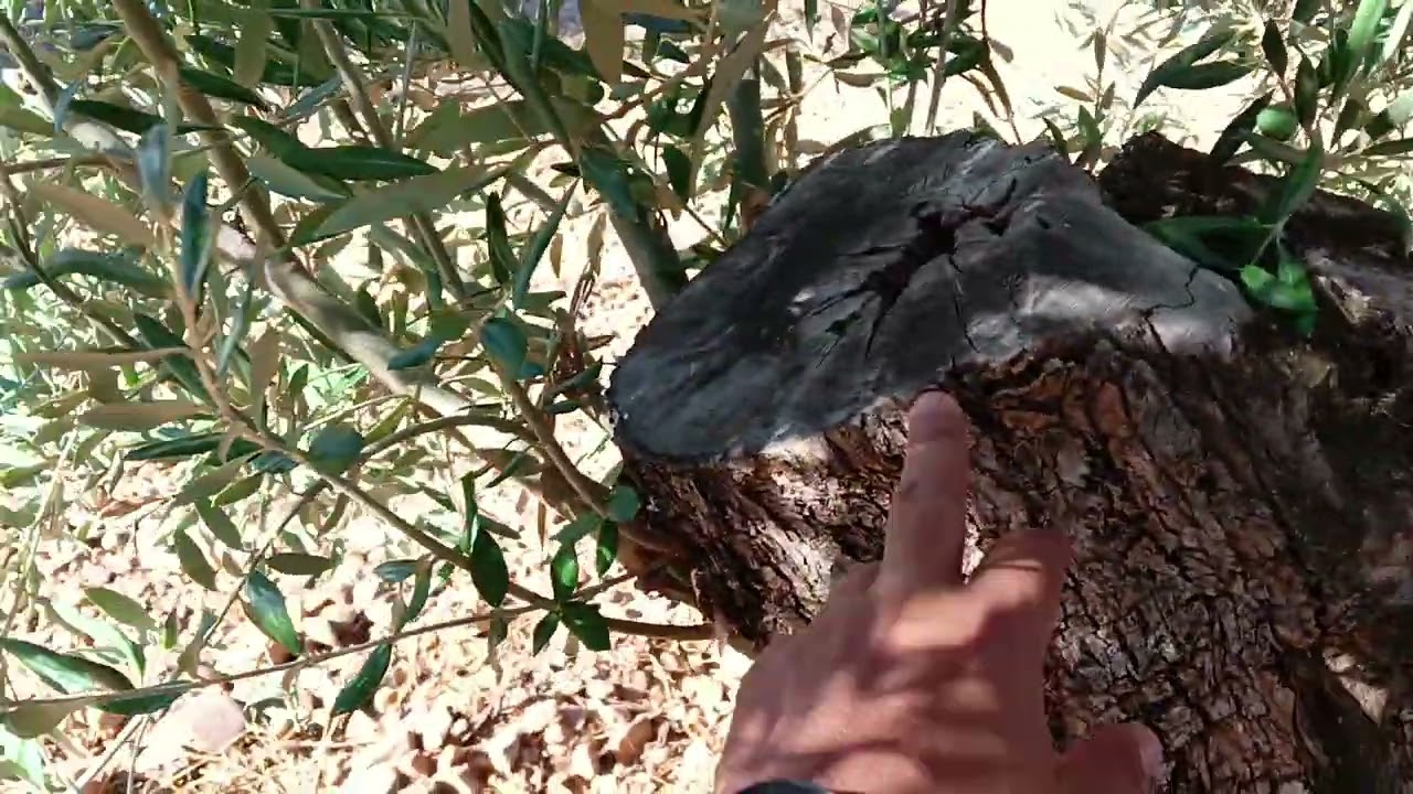 Poda del olivo. Poda para vibro en olivos centenarios de secano de La Mancha, variedad cornicabra.