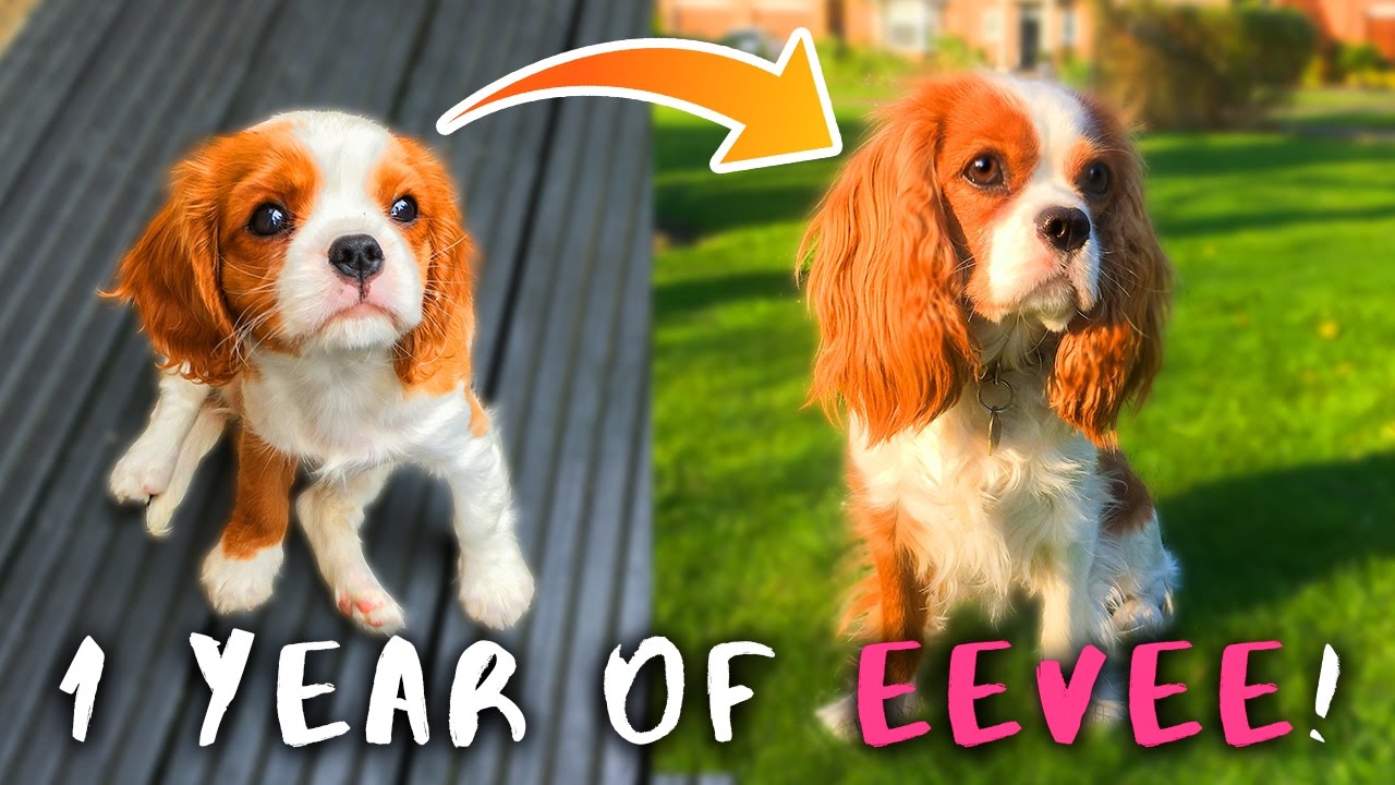 1 YEAR OF EEVEE!
