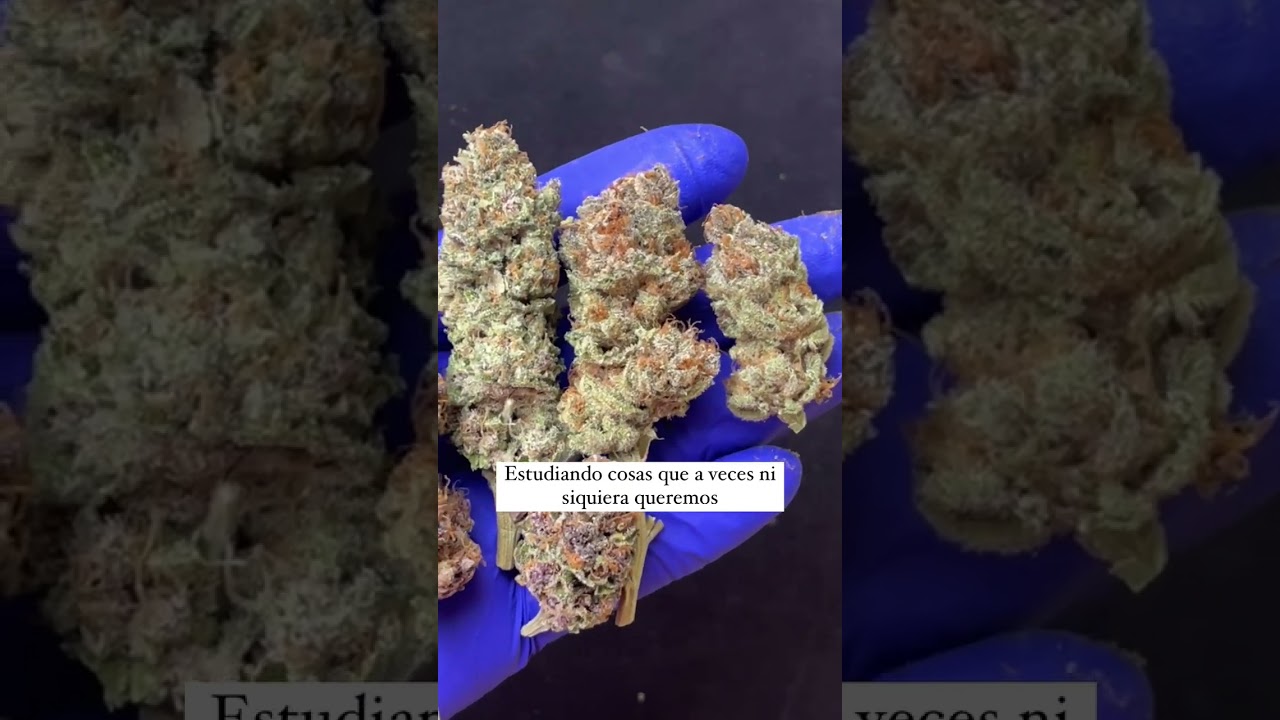 Antes y Despu&eacute;s: Cultivo Indoor Weed