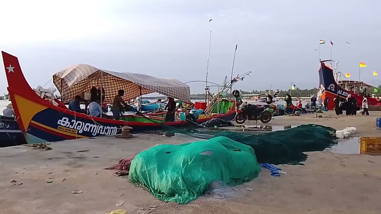 മീൻ ചാകര