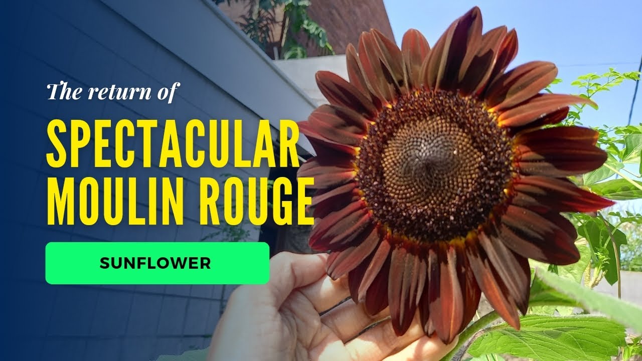 Moulin Rouge Sunflower || Unique Sunflowers || Summer Flower || Gardening || Explore Garden ||