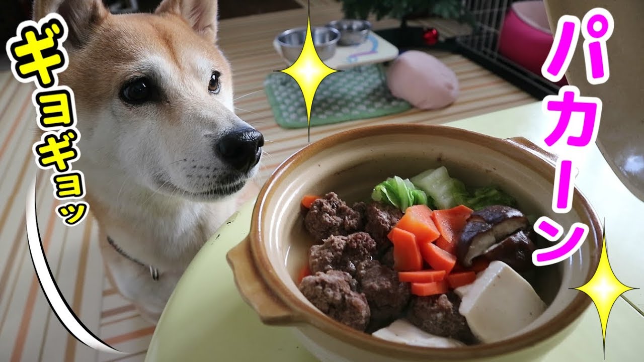 柴犬小春　【ASMR】パカーンと開いた鹿団子鍋にギョギョッと目を見開く柴犬、音フェチ・飯テロ