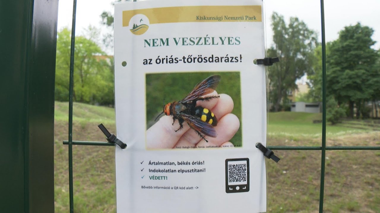 Óriás-tőrösdarazsak a városban