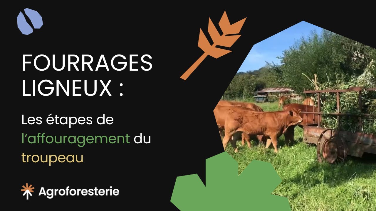 Fourrages ligneux : les étapes de l'affouragement du troupeau
