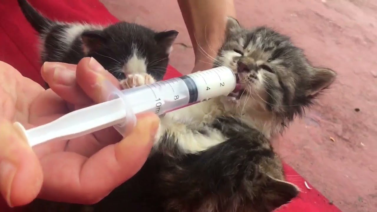 Eine Katze verlor ihre Kätzchen und wir zogen sie groß