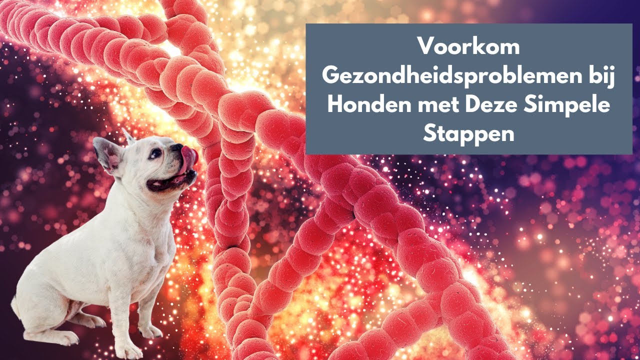 Waarom Het Verliezen Van Genetische Diversiteit Een Gevaar Vormt Voor De Toekomst Van Onze Hond
