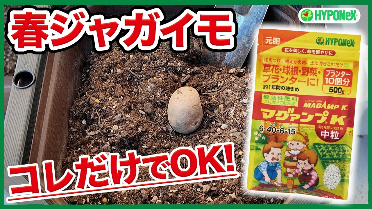 【家庭菜園】春ジャガイモはコレだけでOK！栽培スタート作業を解説【ハイポネックス】【リキダス】