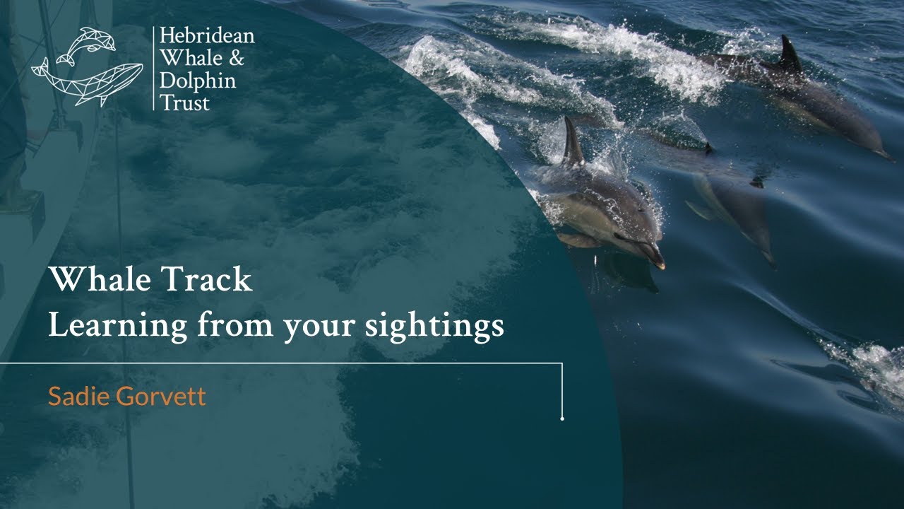 Whale Track: Learning from your sightings