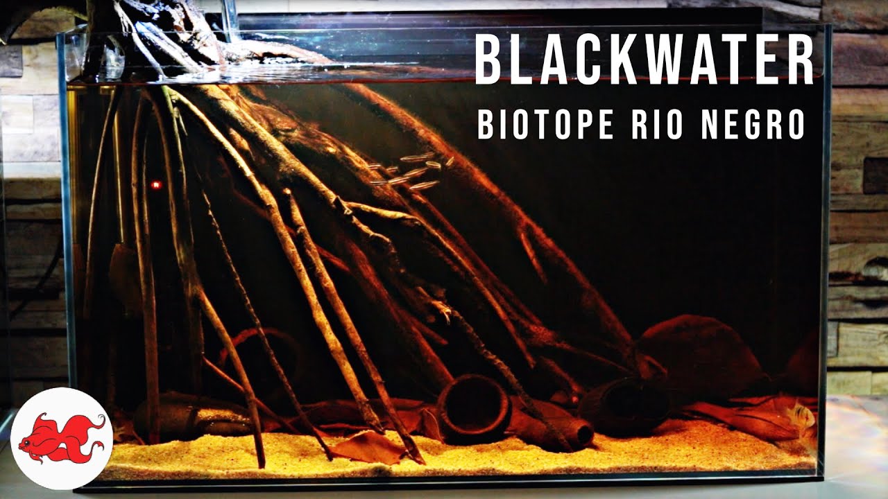 Aquarium Biotope Blackwater