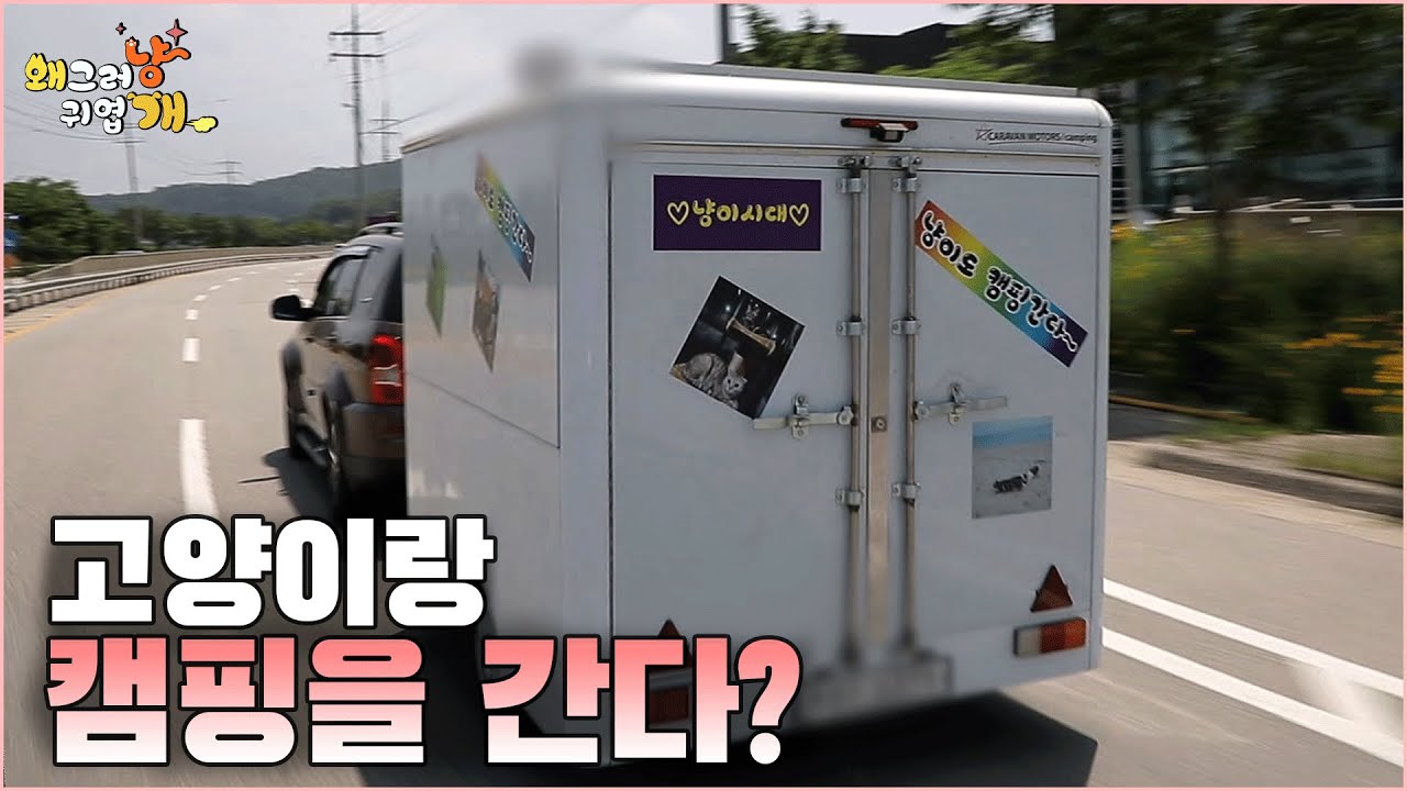 고양이를 데리고 캠핑을 간다고? 고양이가 밖으로 나가도 괜찮을까?!