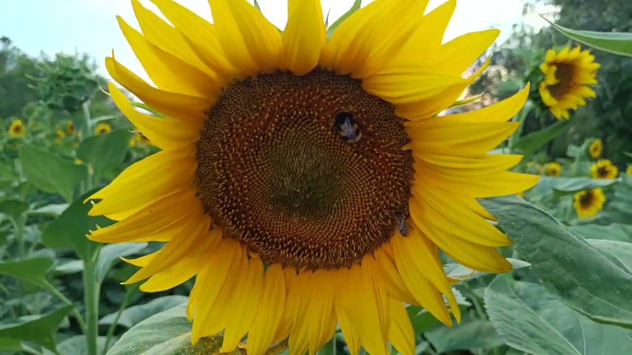 Suncokretova paša i kraj sezone- mač sa dvije oštrice