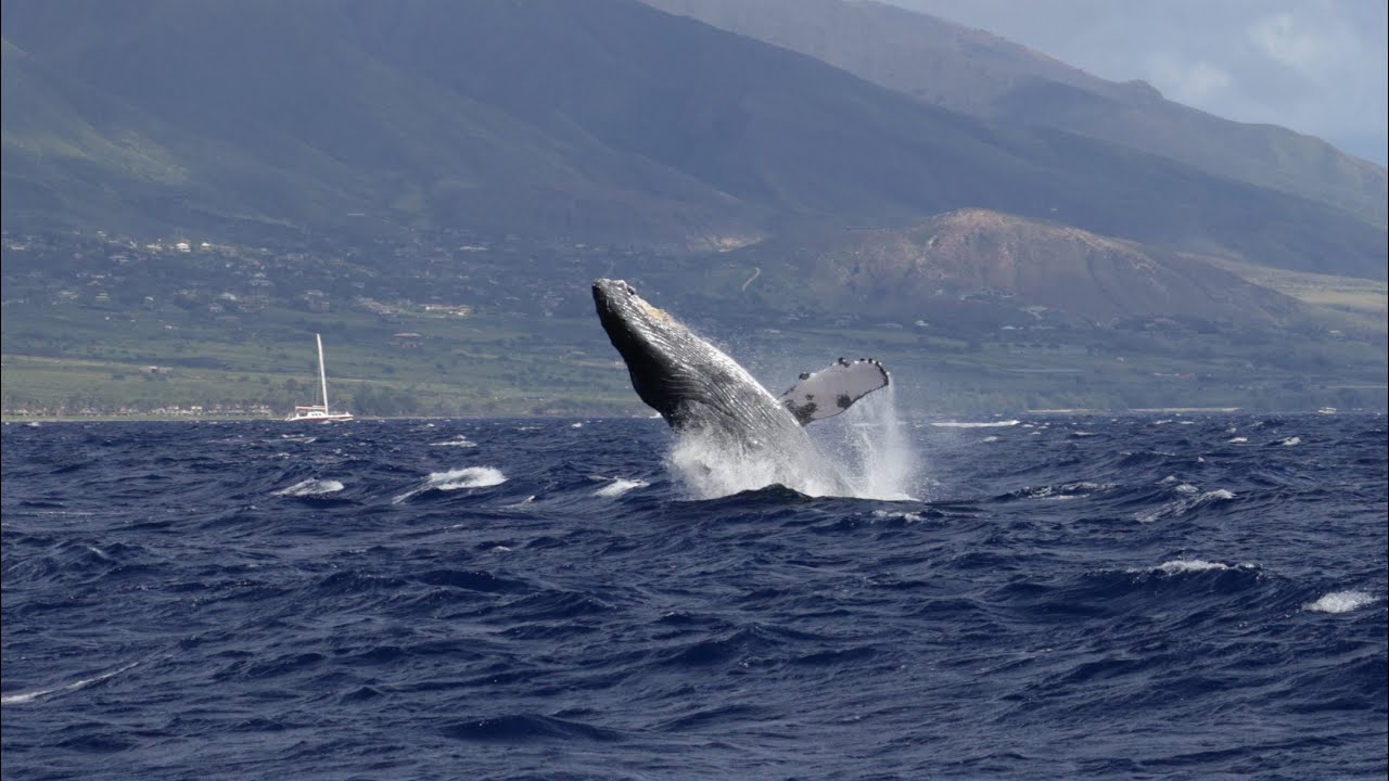 Humpback Whales Maui