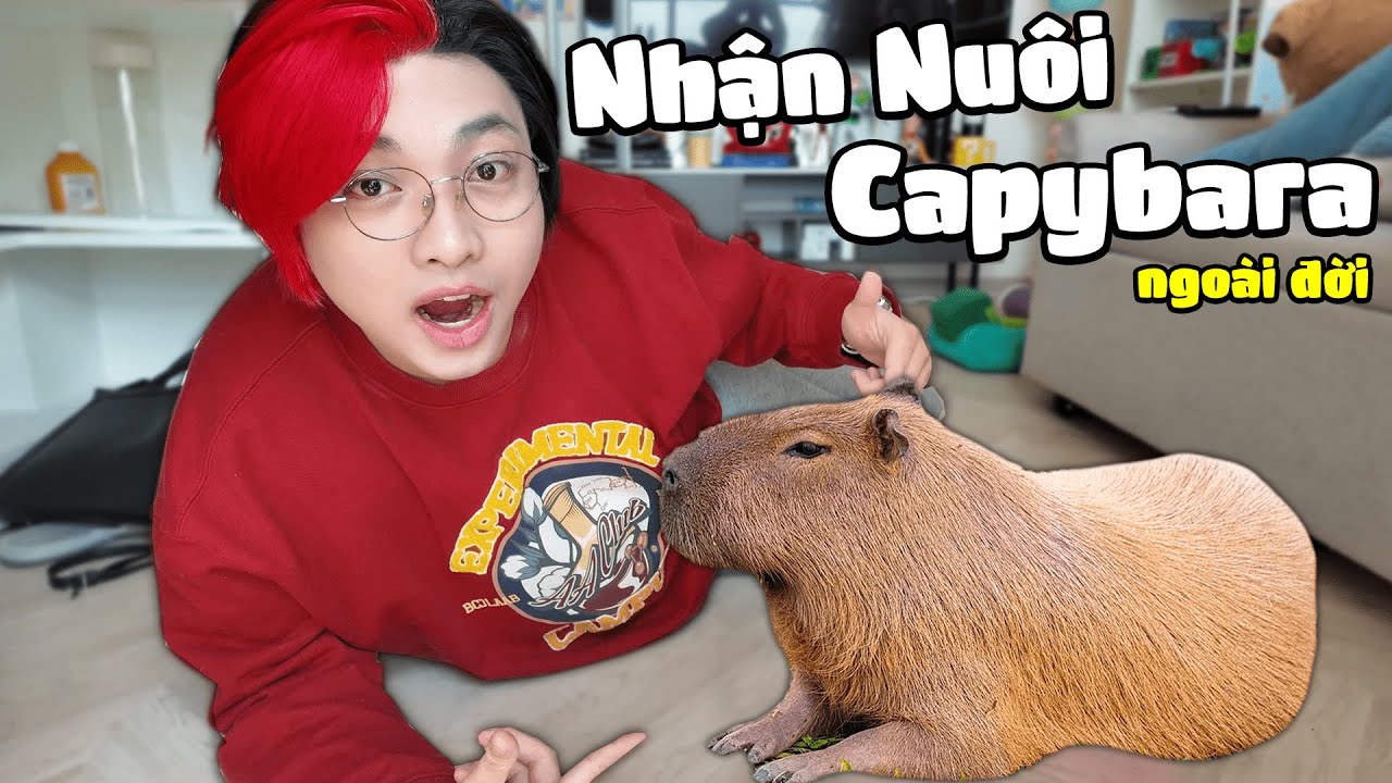 Kairon 24H Nhận Nuôi Bé CAPYBARA Ngoài Đời Thật * Bé Capybara Siêu Bựa *