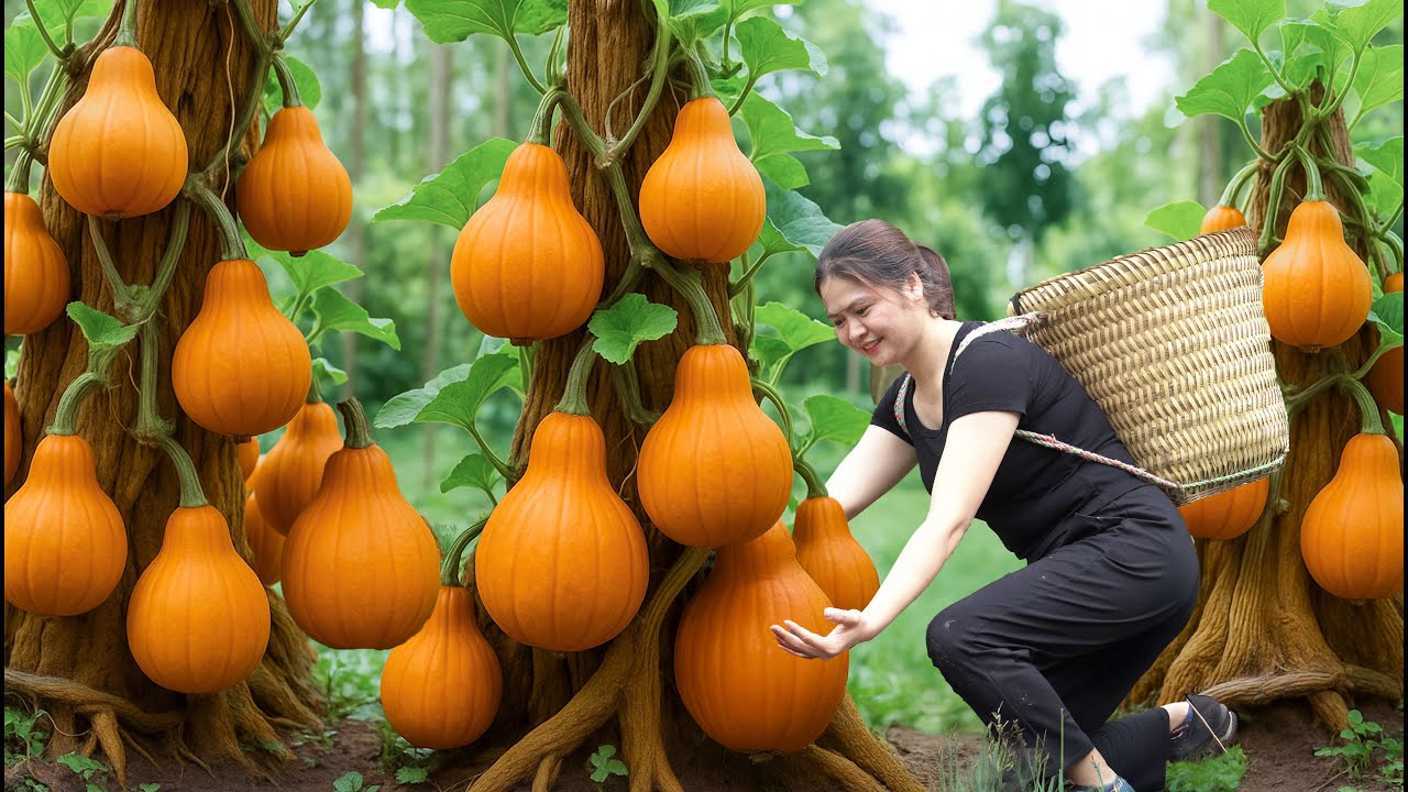 Harvesting Organic Pumpkins to sell at the market and cooking | Simple rural life | Ly Thi Hong