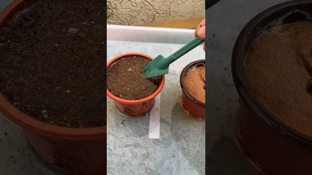 كيف أعرف اذا التربة تشرب الماء بشكل فعال🌧️؟ #زراعة_منزلية #زراعه #تربه #تربة