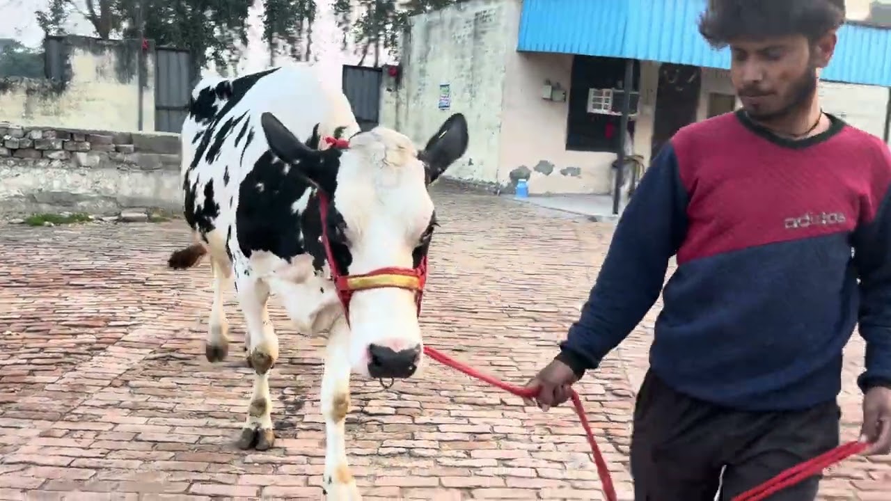 For Sale: Top-Quality HF Cow#cow #hfcow #dairyfarm #shortvideo #farming animals bestshorts milk 