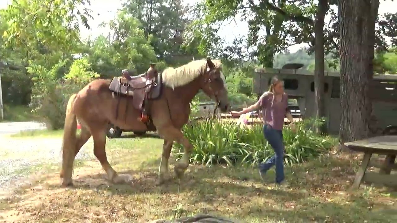 ***sold Vinny- Bombproof Beginner safe Draft Horse Gelding