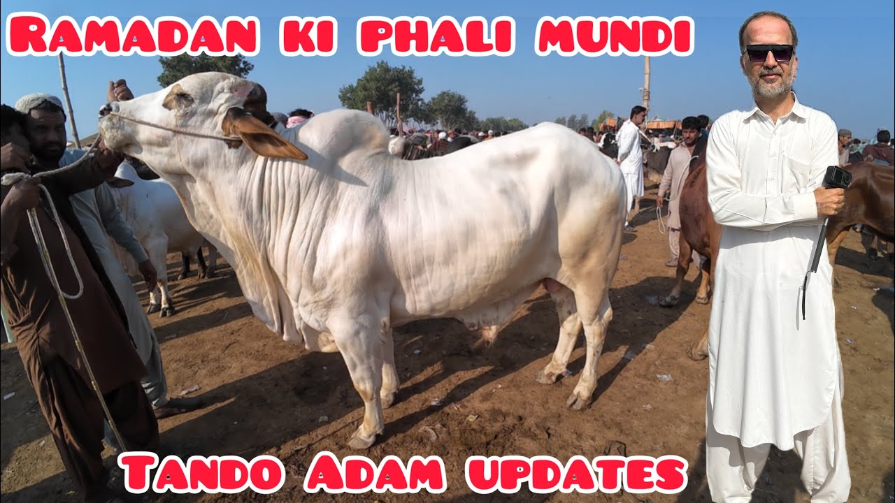 Ramadan Ki Phali Mundi / Khareedar Nahi Aya / Tando Adam Update Qurbani Season 2026 / 21 Feb 2026 