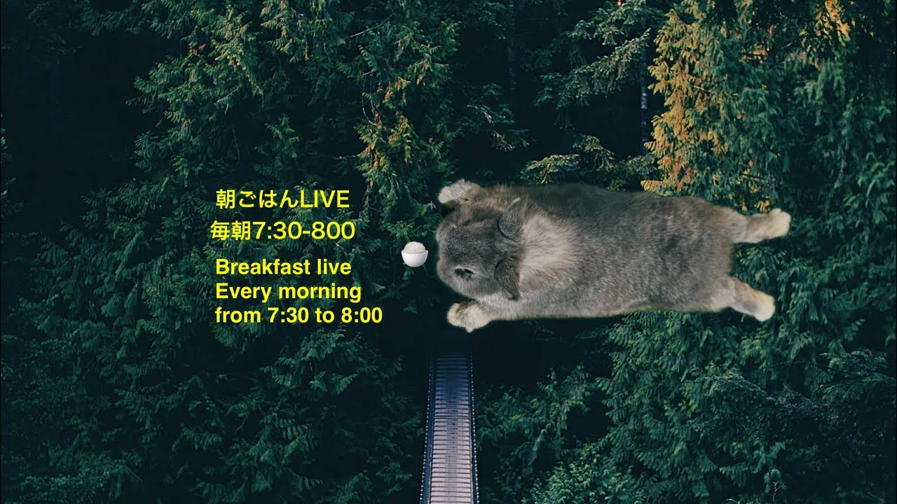 MARU CHANNEL〜まるちゃんねる〜 がライブ配信中！2026/3/18 うさぎ　rabbit