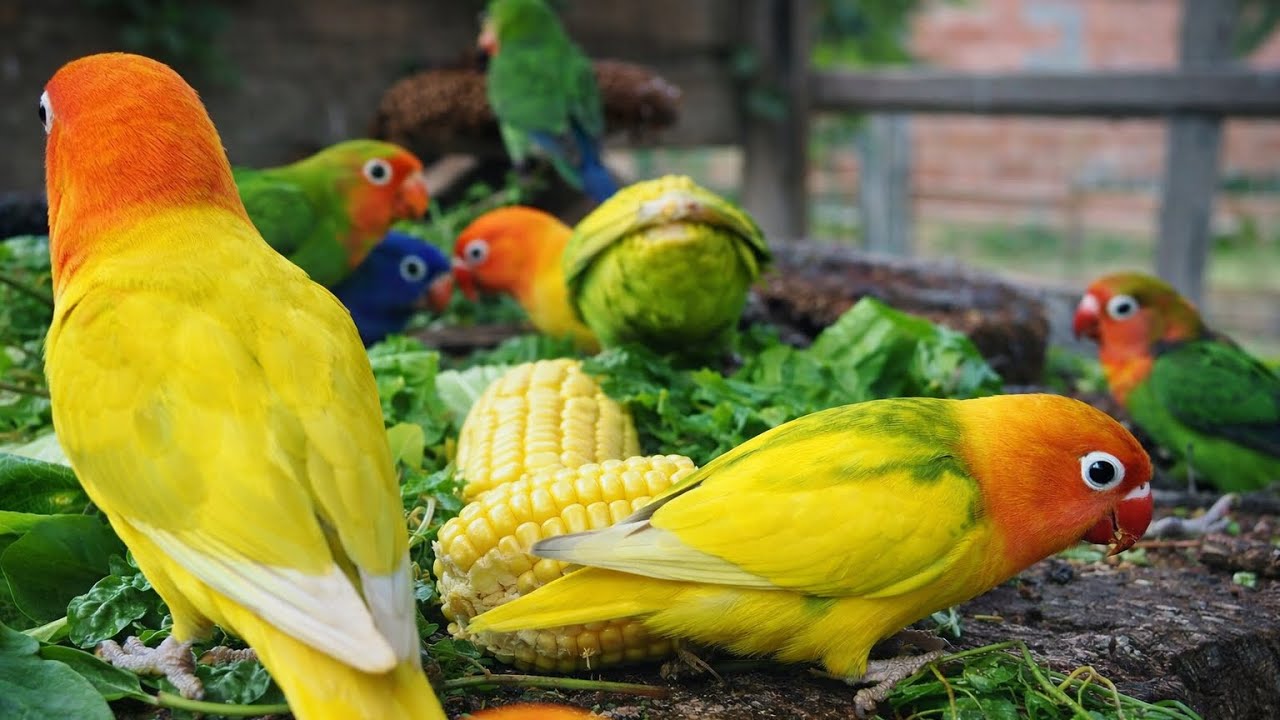 Lovebird Colorful 💚❤️#lovebirds #sunconure #parrotlover #birds #cutelovebird