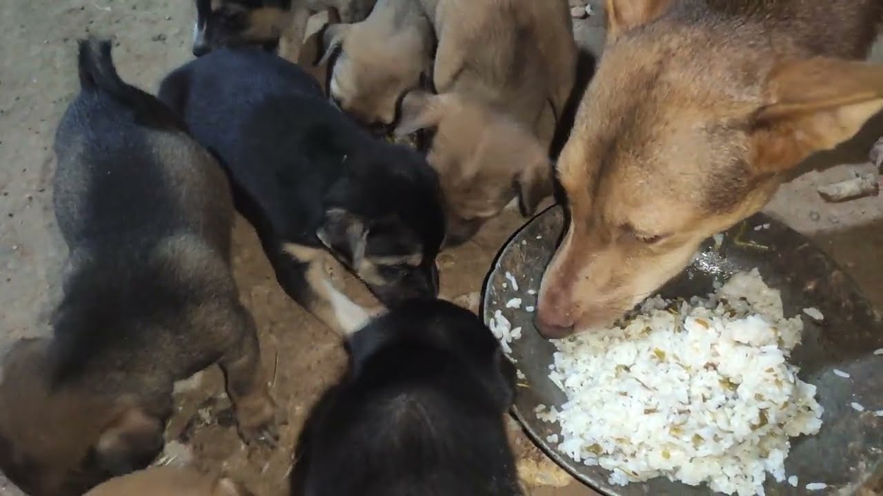 giving food to dog look at hungry