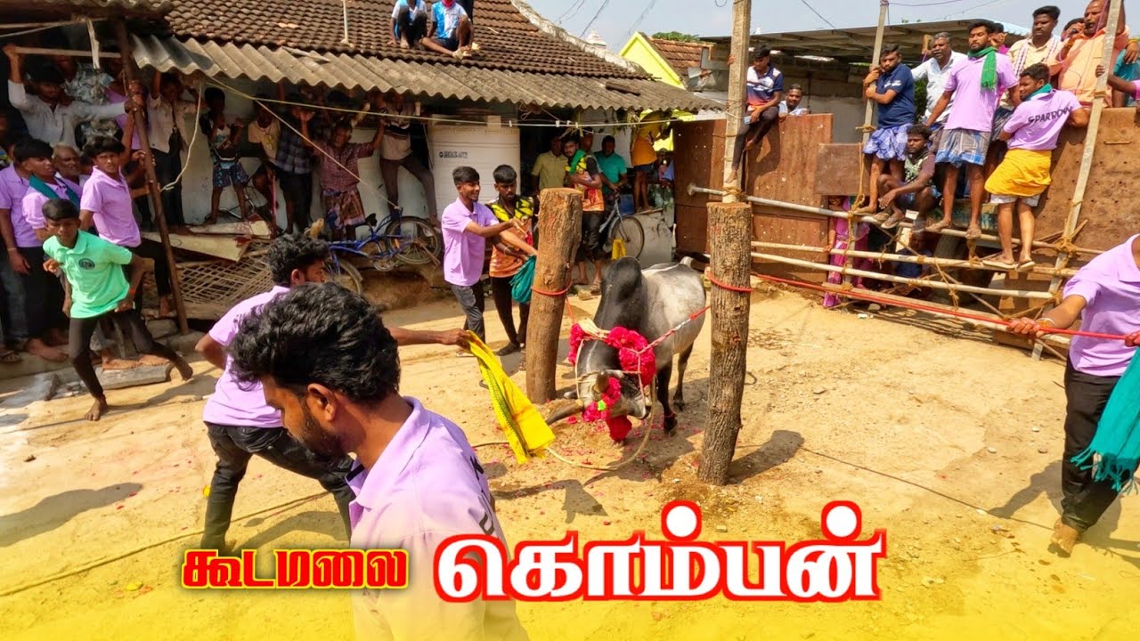 Gudamalai 108 Groups Kombam | Gudamalai Jallikattu | Jallikattu